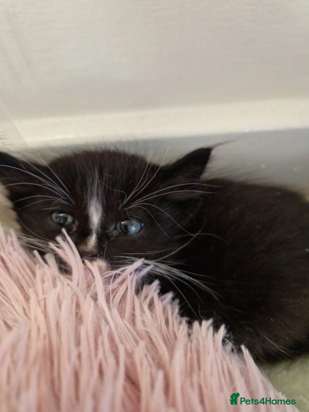 Mixed Breed cats for sale: Kittens looking for a home  - Advert 2