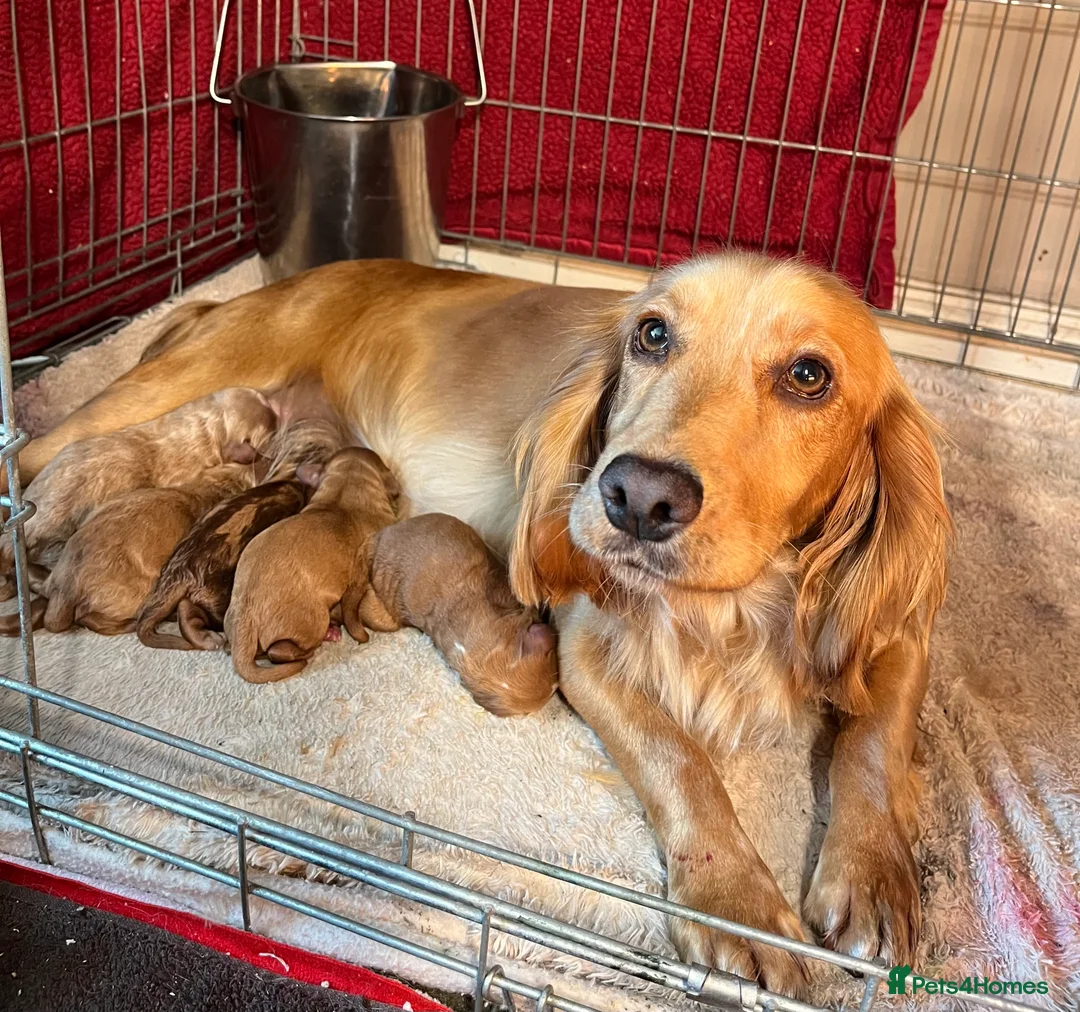 Miniature Poodle dogs for stud: Red, is a gentle, loving, confident lad. - Advert 7