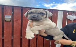 Cane Corso dogs for sale: cane corso pups - Image 22