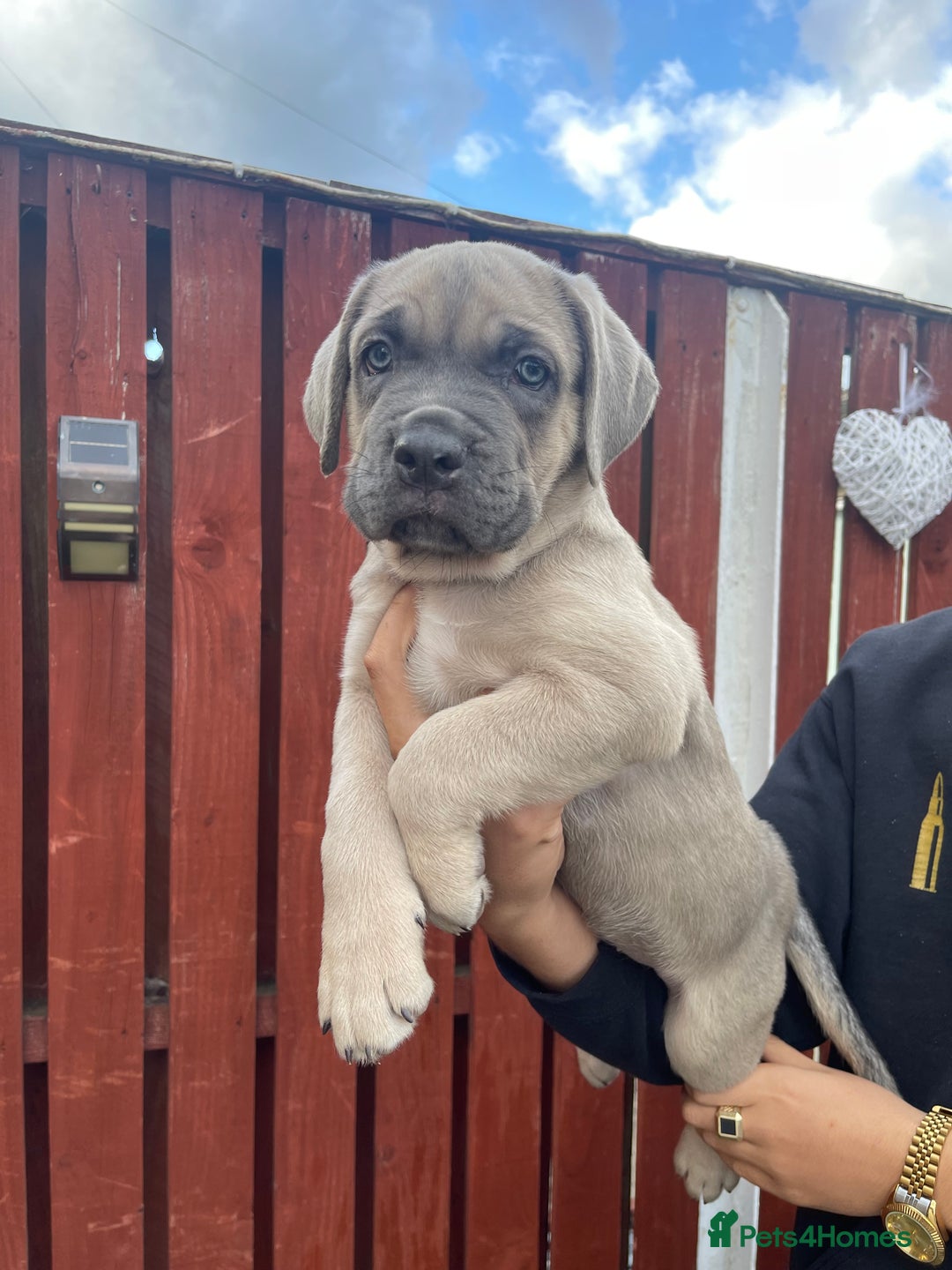 Cane Corso dogs for sale: cane corso pups - Image 22