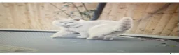 British Shorthair cats for sale: Champion GCCF British Shorthair Kittens - Advert 4