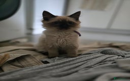 Ragdoll cats for sale: Beautiful Kittens ready to leave for new home - Image 6