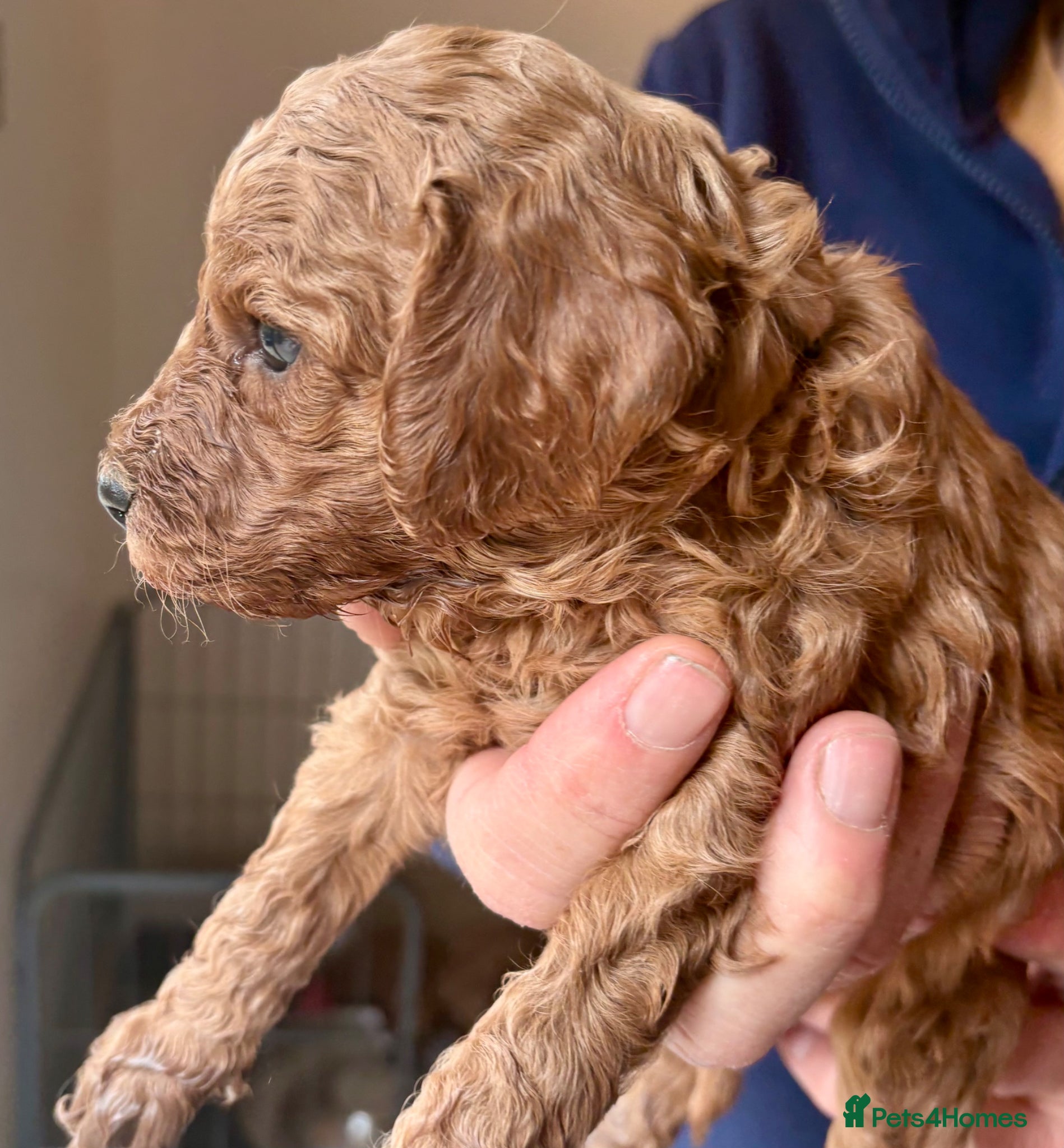 Mini Goldendoodle dogs 🌟Gorgeous Mini Goldendoodles🌟 - Advert 2