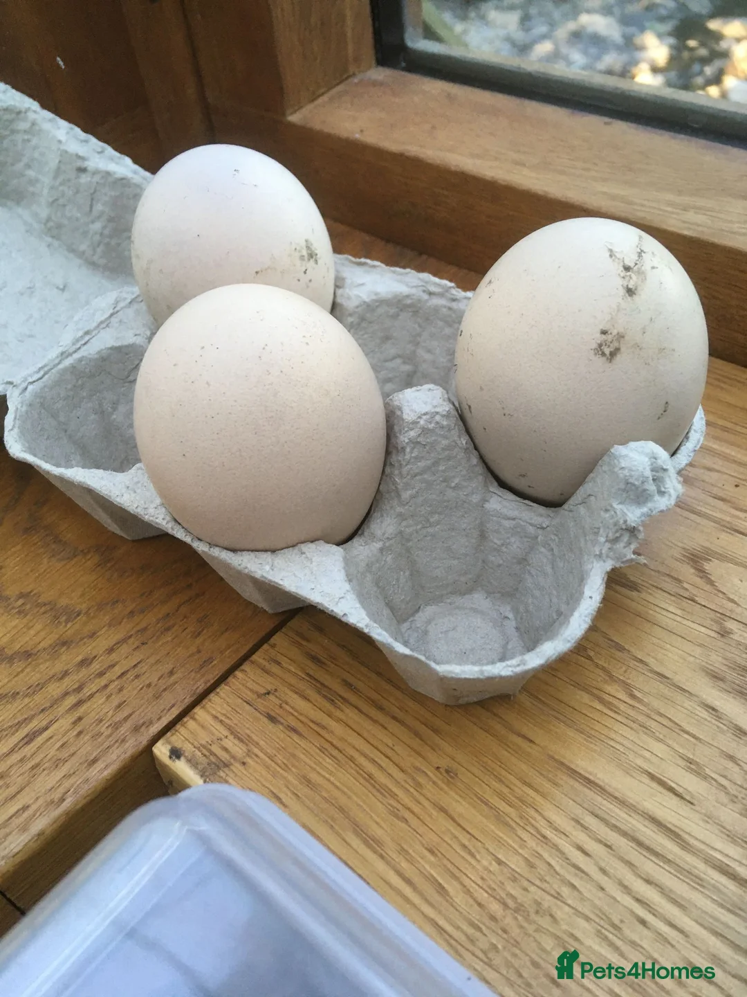 Peafowl poultry for sale: Trio of peafowl hatching eggs - Advert 2