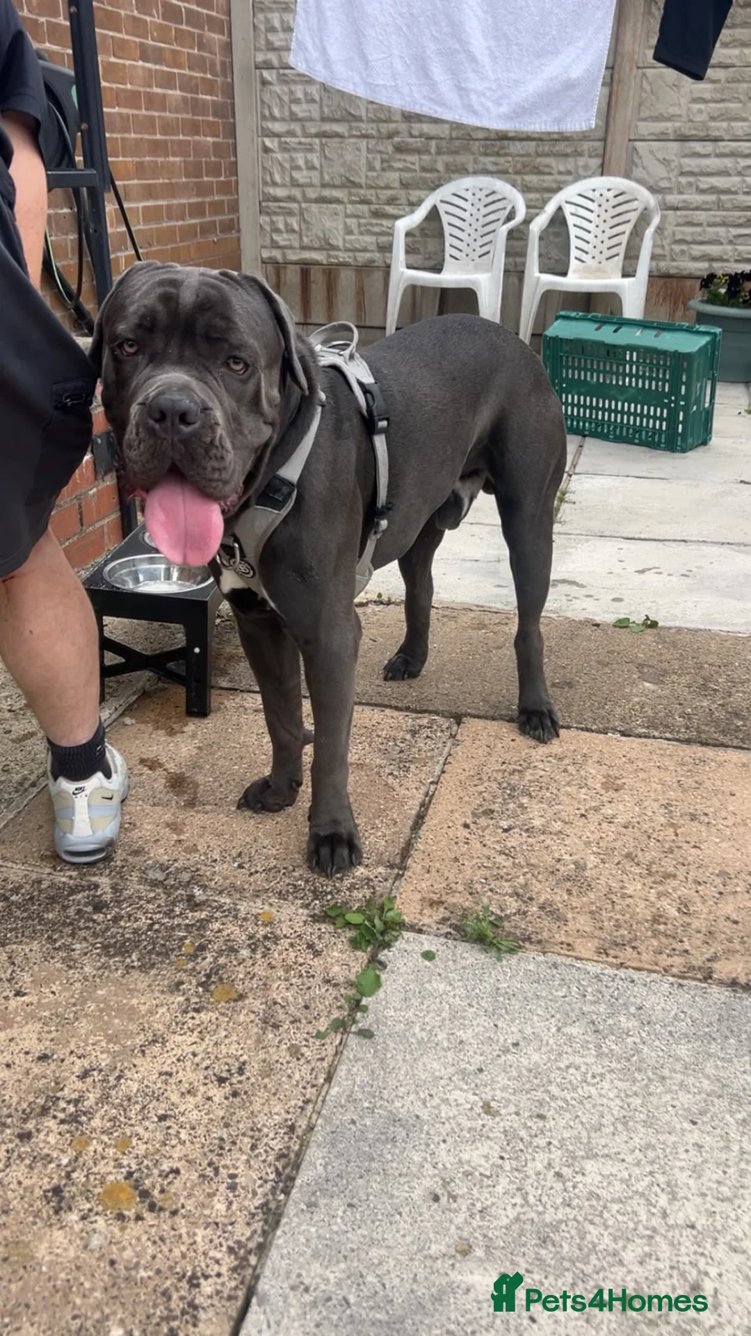 Cane Corso dogs for sale: Gorgeous Male Blue Cane Corso in Barnsley - Advert 8