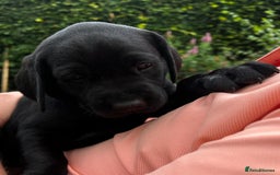 Labrador Retriever dogs for sale: KC Registered Labrador Puppies - Image 7