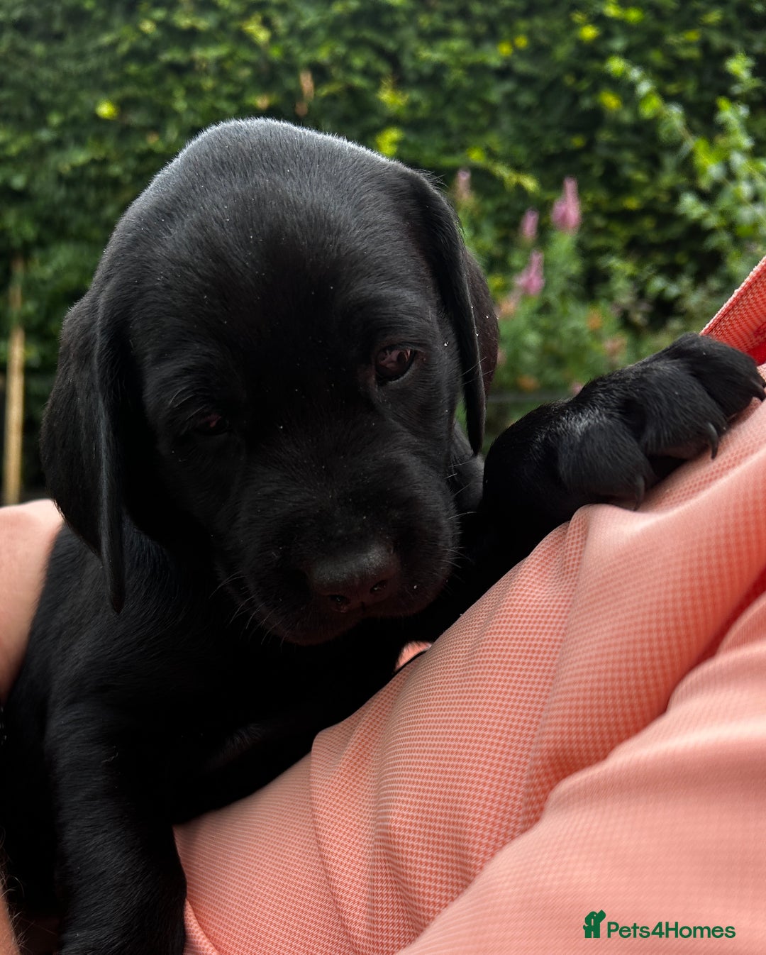 Labrador Retriever dogs for sale: KC Registered Labrador Puppies - Image 7