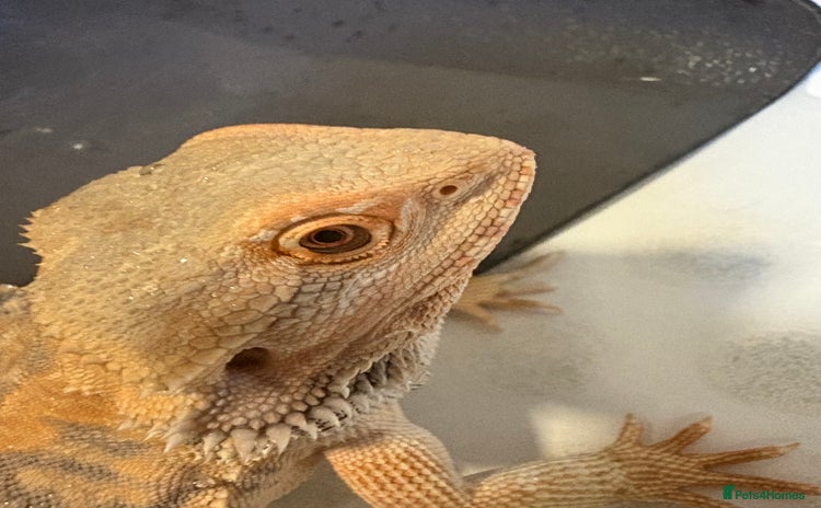 Dragon reptiles - Advert 2