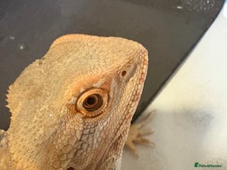 Dragon reptiles - Advert 1