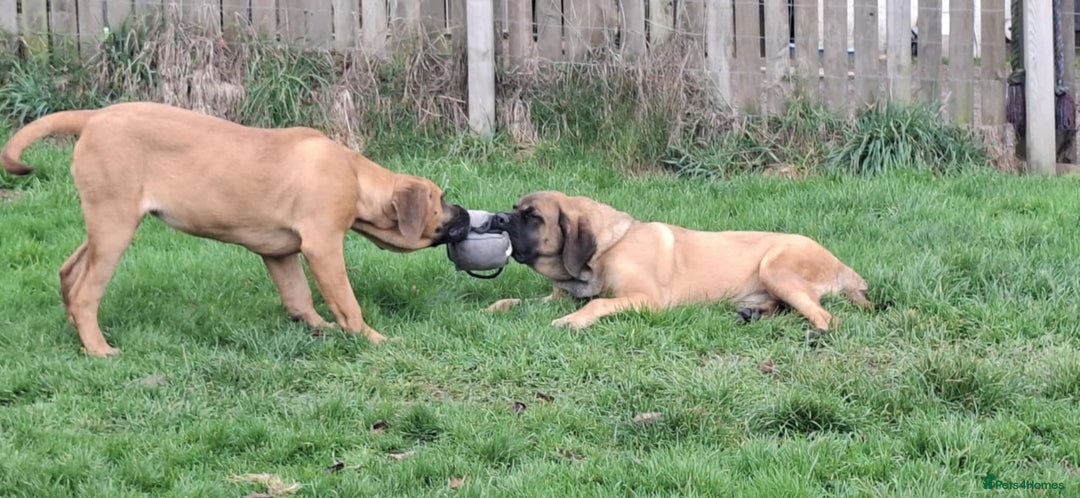 Mastiff dogs for sale: KC registered English Mastiff girls  - Advert 7
