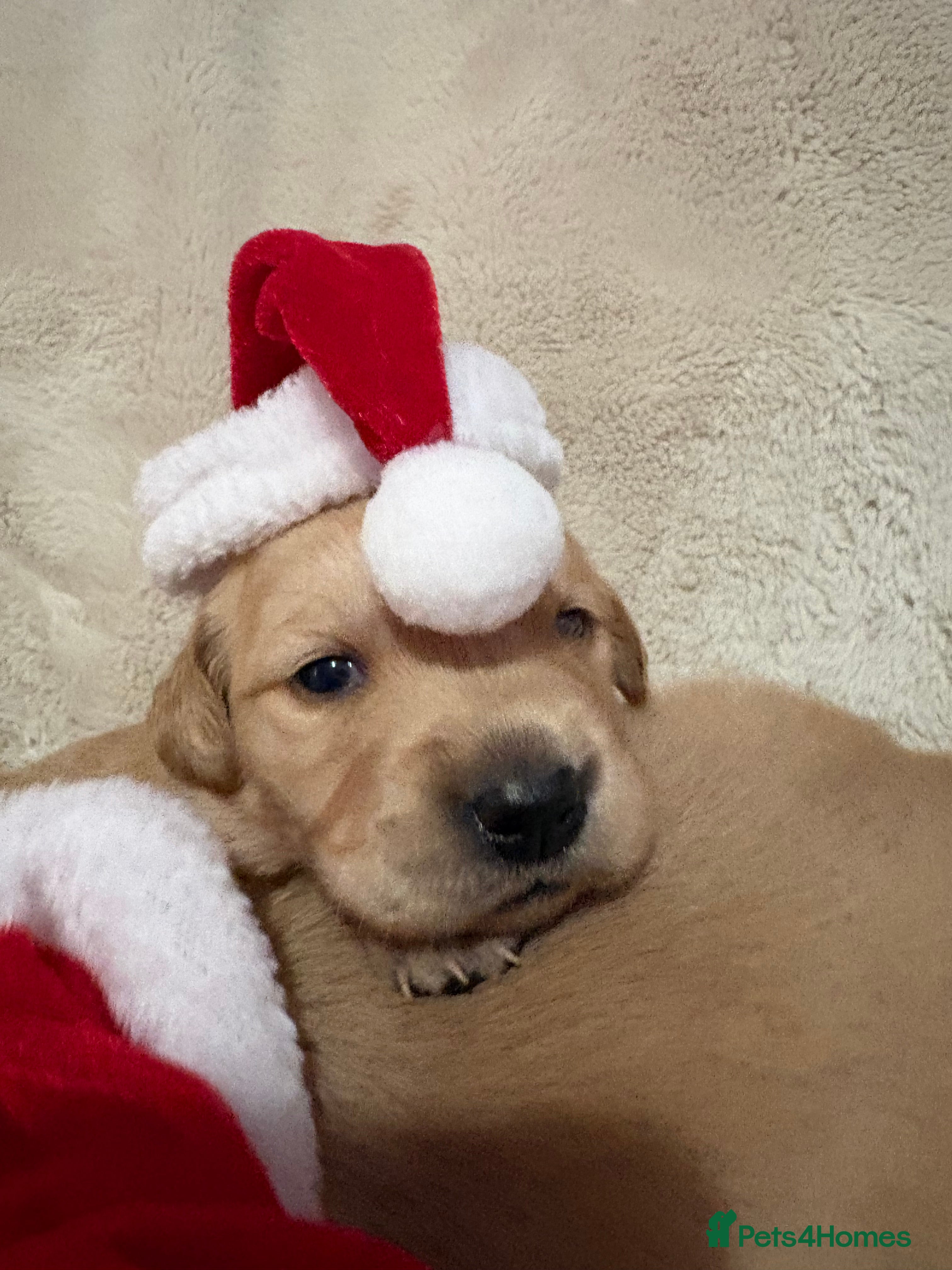 Golden Retriever dogs Golden retriever puppies KC reg 3x males  🐶  - Advert 2