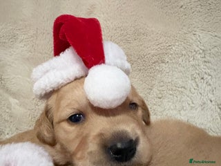 Golden Retriever dogs Golden retriever puppies KC reg 3x males 🐶 - Advert 8