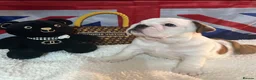 English Bulldog dogs for sale: English bulldog gorgeous pups kc registered  - Advert 20
