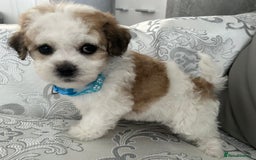 Mixed Breed dogs for sale: La Chon Puppies!  - Image 20