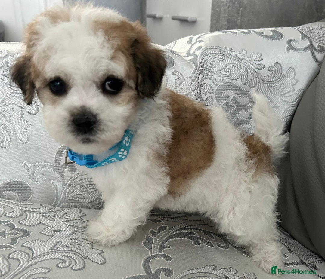 Mixed Breed dogs for sale: La Chon Puppies!  - Image 20