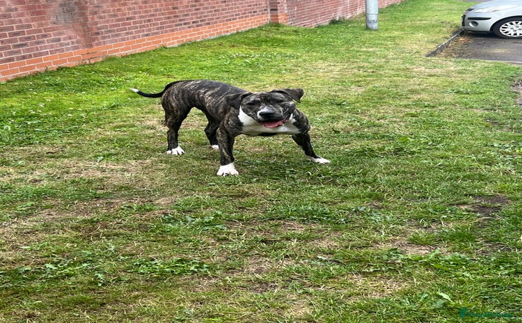 Presa Canario dogs - Advert 1