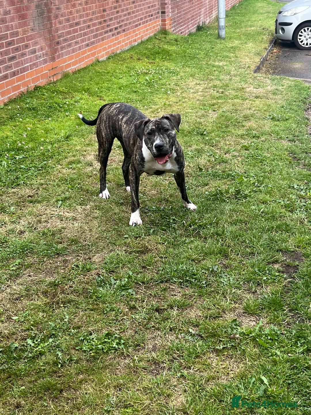 Presa Canario dogs for sale: Akiera is Looking for new home  - Image 1
