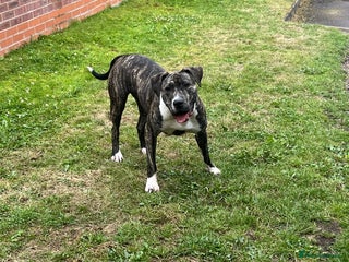 Presa Canario dogs Akiera is Looking for new home - Advert 22