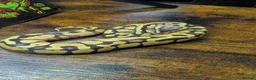 Python Snake reptiles for sale: Super pastel enchi het clown ball python  - Advert 5
