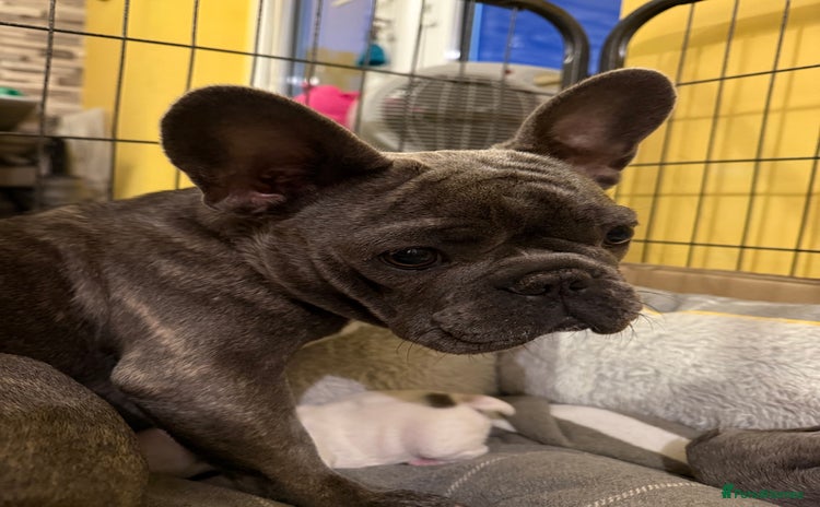 French Bulldog dogs - Advert 5