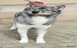 Siberian Husky dogs for sale: Kc reg Siberian husky puppies  - Image 10