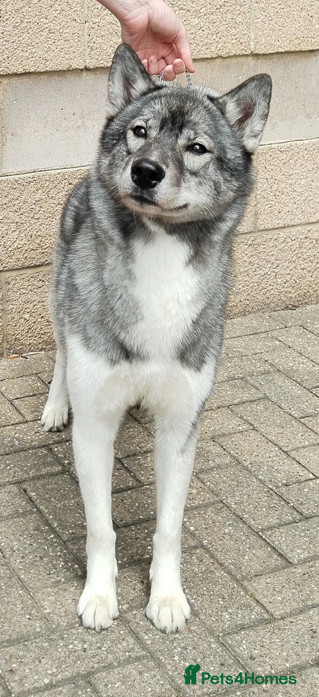 Siberian Husky dogs for sale: Kc reg Siberian husky puppies  - Image 10