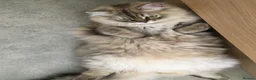 RagaMuffin cats for sale: Rare GCCF RagaMuffin kitten in Exeter - Advert 8