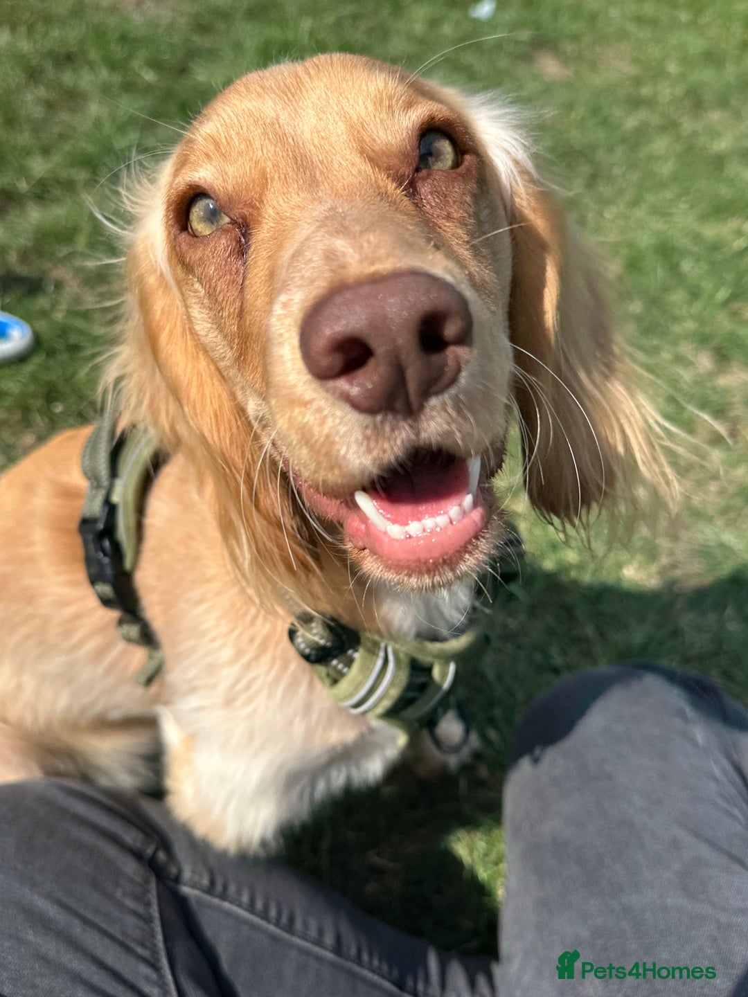 Cocker Spaniel dogs for sale: Working Cocker Spaniel - Image 8