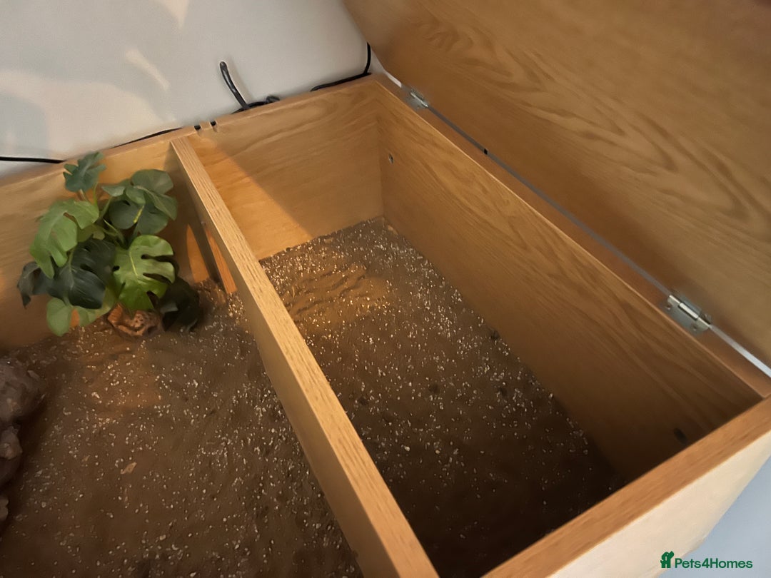 Tortoise reptiles for sale: Tortoise and housing for sale  - Advert 3