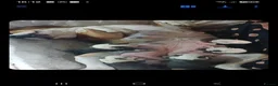 English Bulldog dogs for sale: Sad beginning to a beautiful ending - Advert 27