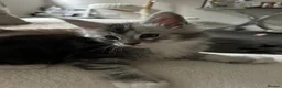 Maine Coon cats for sale: Maine coon stunning silver/blue shaded  - Advert 6