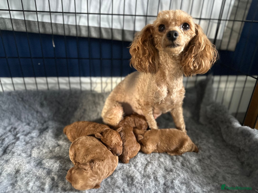 Toy Poodle dogs for sale: KC Registered Toy Poodle puppies - Image 6