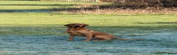 Labrador Retriever dogs for stud: FTCH SIRED KC DEEP FOX RED LABRADOR STUD - Advert 13
