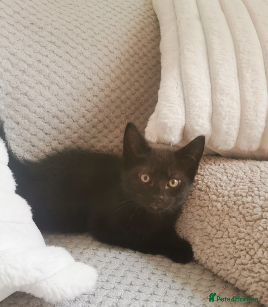 Mixed Breed cats for sale: Fluffy calico kittens - Image 4