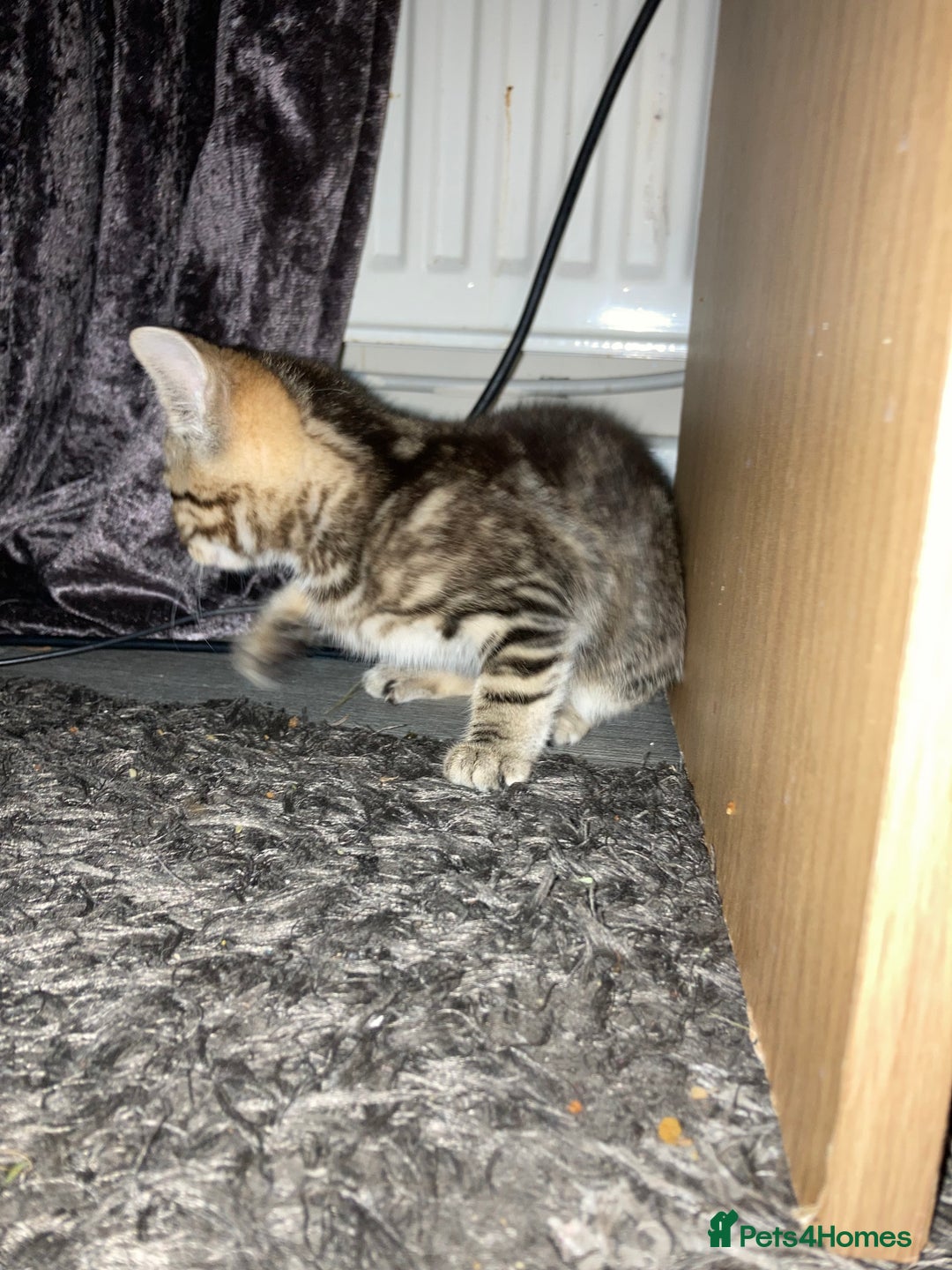Mixed Breed cats for sale: 4 kittens - Advert 12