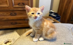 Turkish Van cats for sale: 5 beautiful kittens looking for families  - Image 8