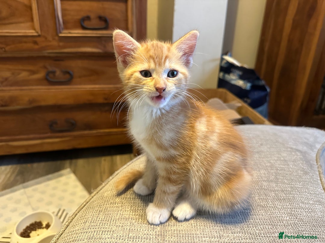 Turkish Van cats for sale: 5 beautiful kittens looking for families  - Image 8