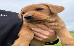 Labrador Retriever dogs for sale: Beautiful KC registered Labrador Pups - Image 1