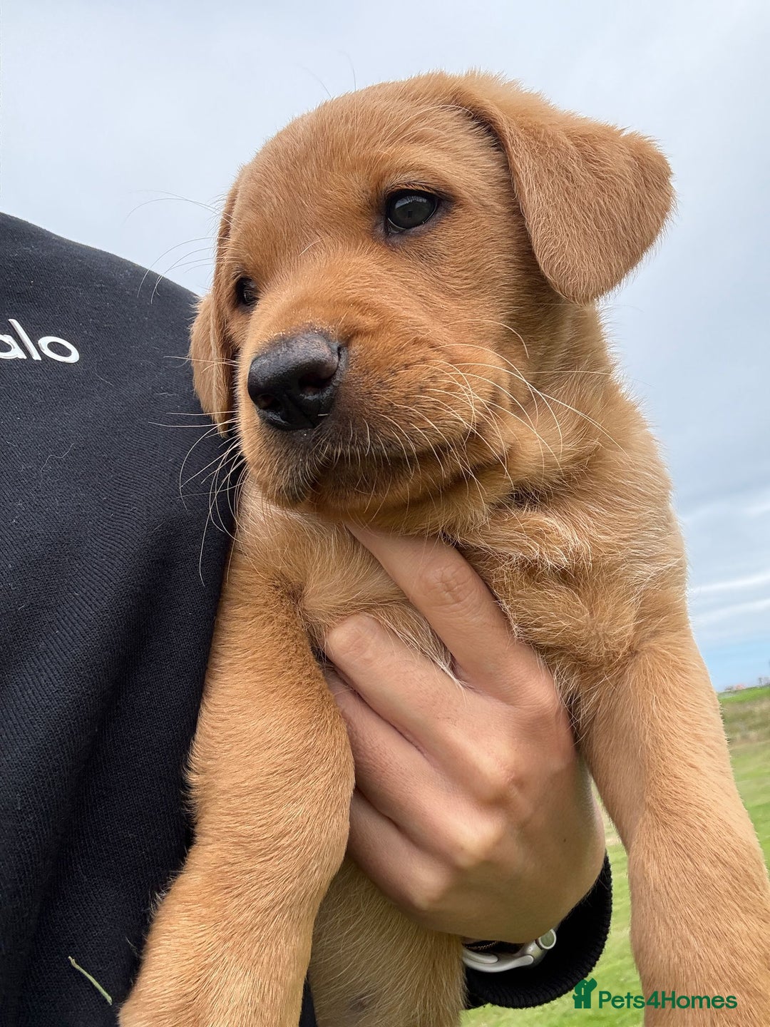Labrador Retriever dogs for sale: Beautiful KC registered Labrador Pups - Image 1
