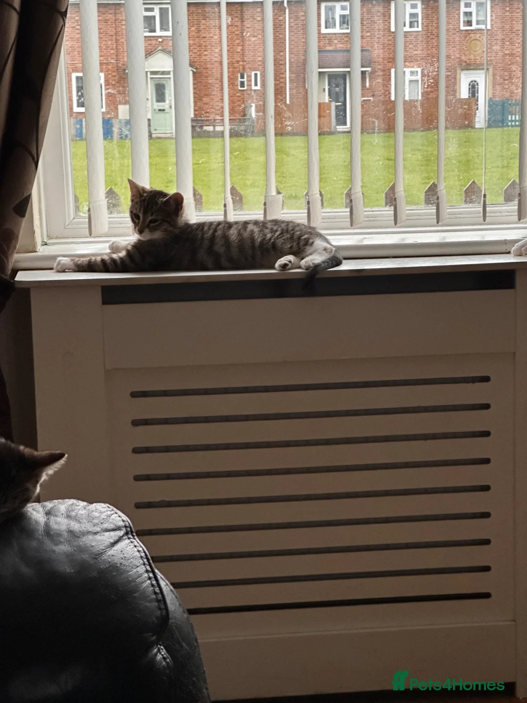 Mixed Breed cats for sale: 4 Beautiful kittens for sale - Advert 6