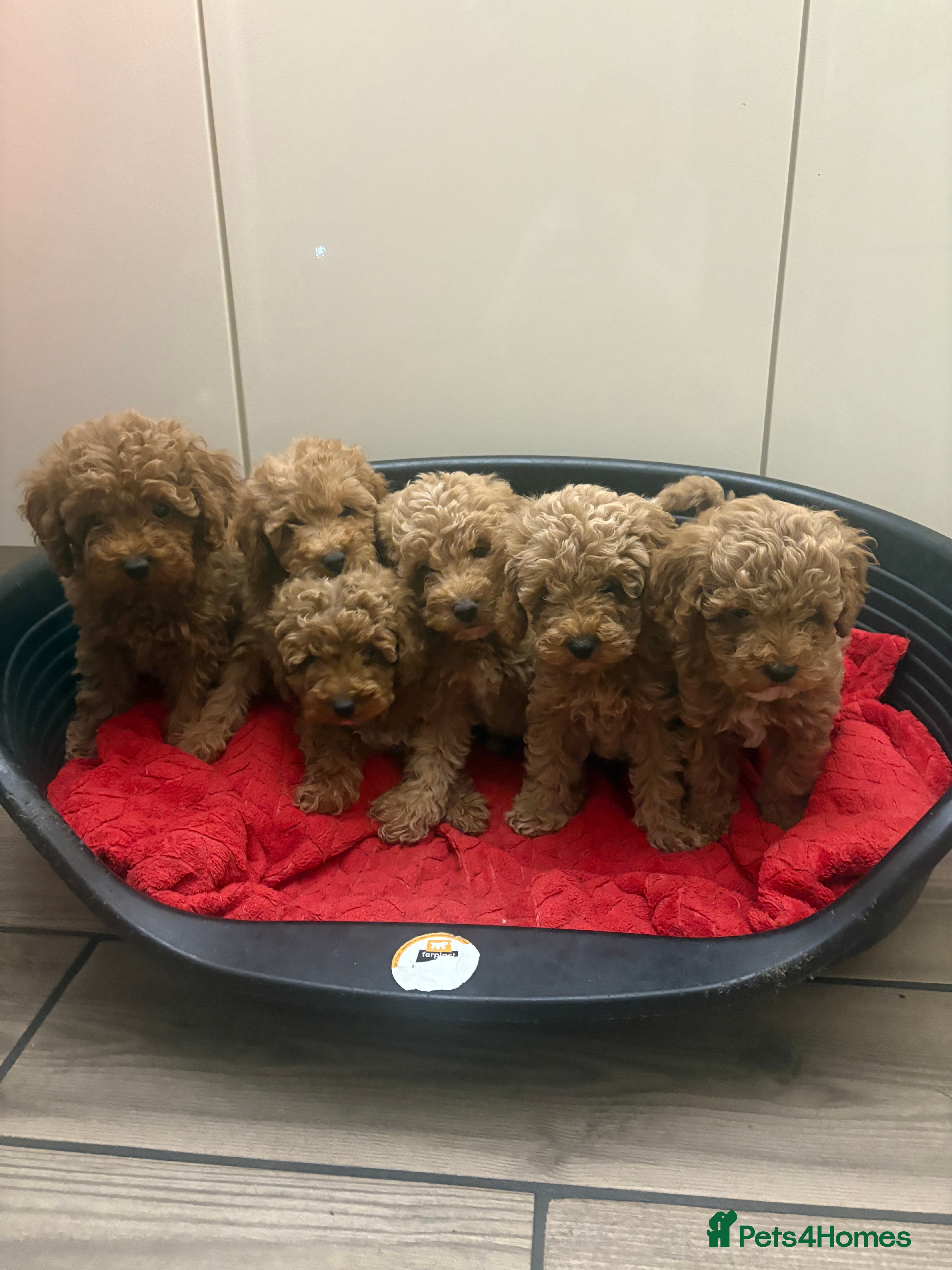 Miniature Poodle dogs Miniature poodle puppies  - Advert 12