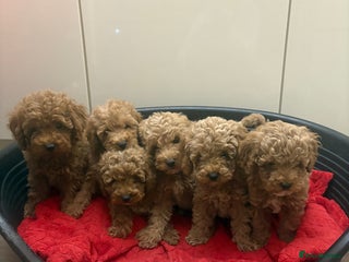 Miniature Poodle dogs Miniature poodle puppies - Advert 1
