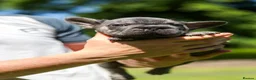 French Bulldog dogs for sale: French bulldogs - Advert 9