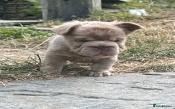 French Bulldog dogs for sale: 7 fluffy French Bulldogs puppies - Image 9