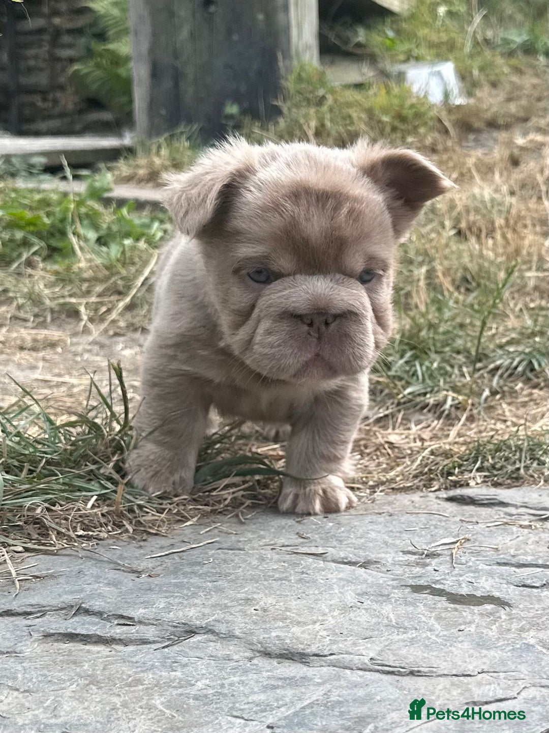 French Bulldog dogs for sale: 7 fluffy French Bulldogs puppies - Image 9