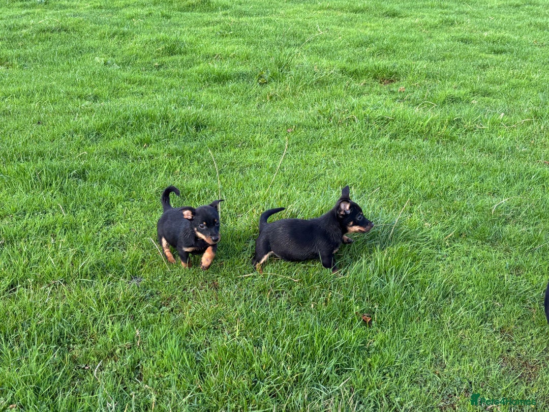 Lancashire Heeler dogs for sale: Beautiful Lancashire Heeler Pups  - Image 5