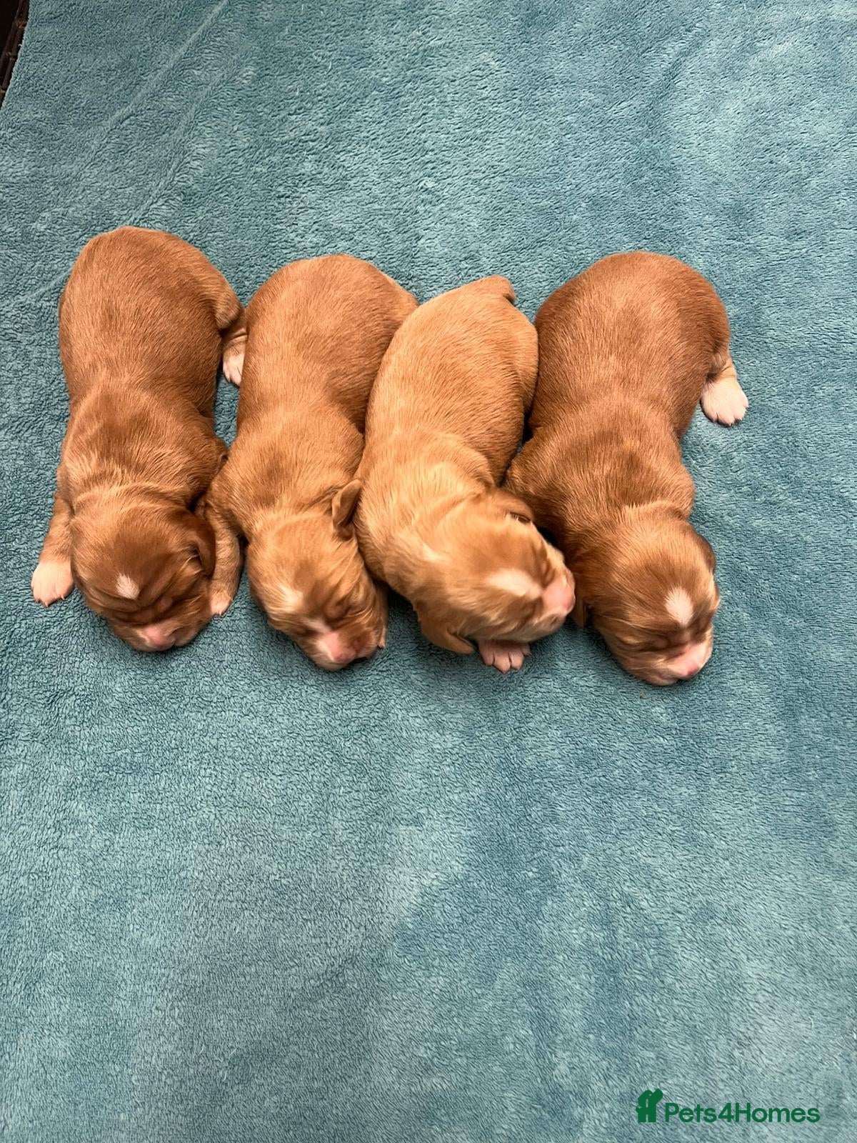 Cocker Spaniel dogs Kennel Club registered working cocker spaniels  - Advert 20