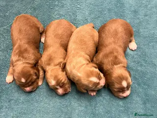 Cocker Spaniel dogs Kennel Club registered working cocker spaniels - Advert 20