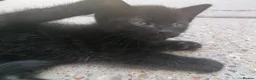 Domestic Shorthair cats for sale: 3 adorable kittens for sale  - Advert 7