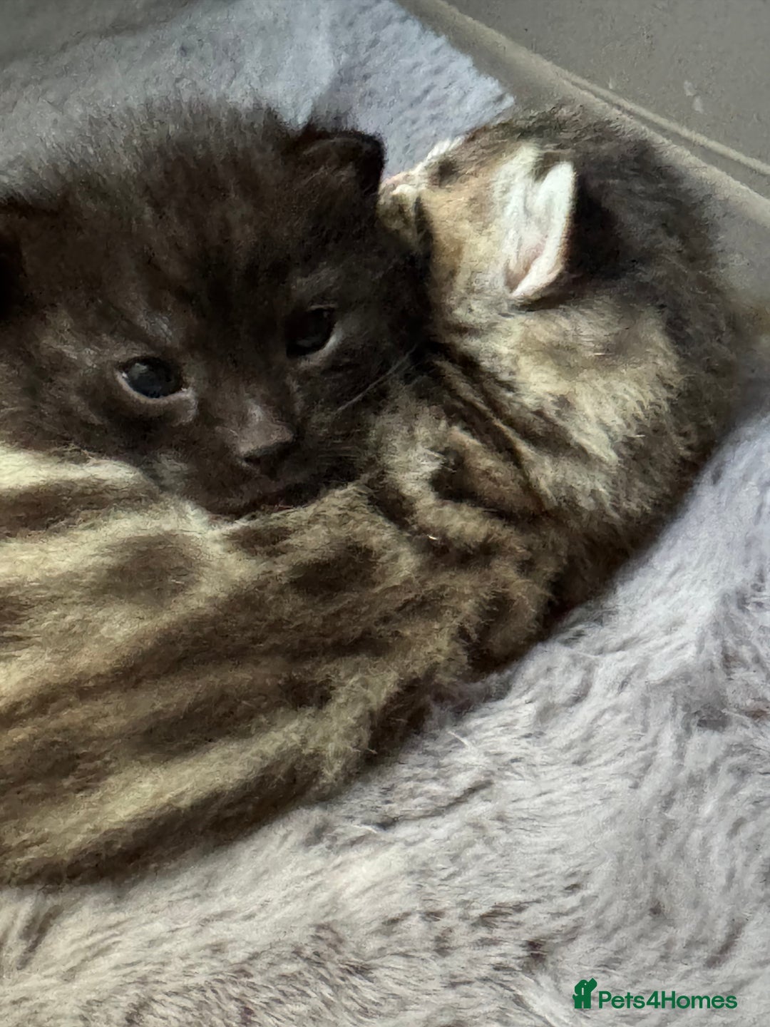 Bengal cats for sale: Bengal kittens  - Advert 5